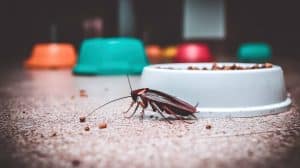 Homepage are pest control services safe for pets